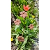 Piękny bukiet kwiaty kwiatki ozdoba do doniczki dekoracja kwiat figurka 50cm